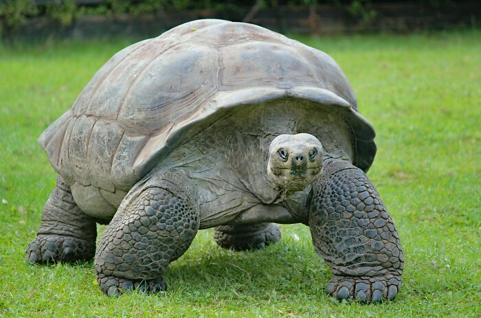 Large tortoise walking on green grass with detailed shell