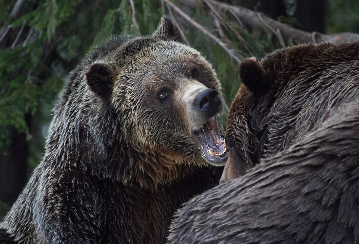 Two brown bears facing each other in forest random facts