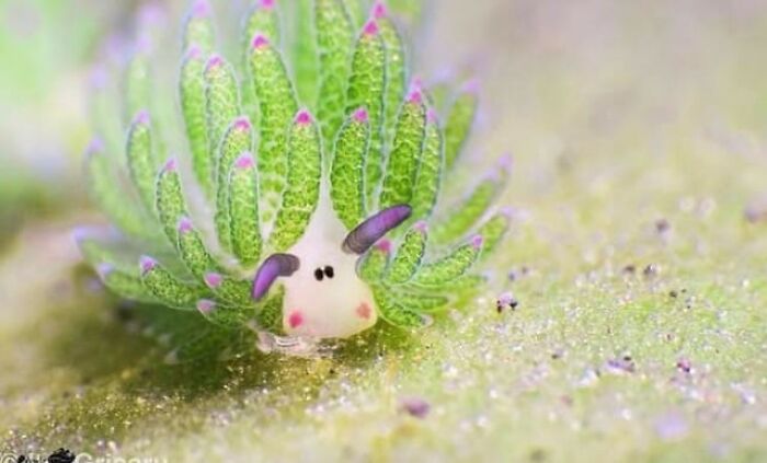 Colorful leaf sea slug with green appendages
