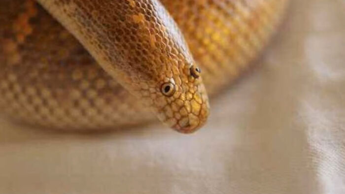 Golden speckled snake close-up of head