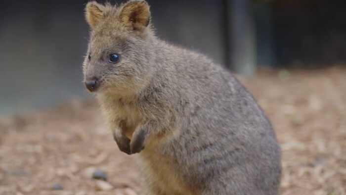 Quokka with fluffy fur looking curious in natural habitat