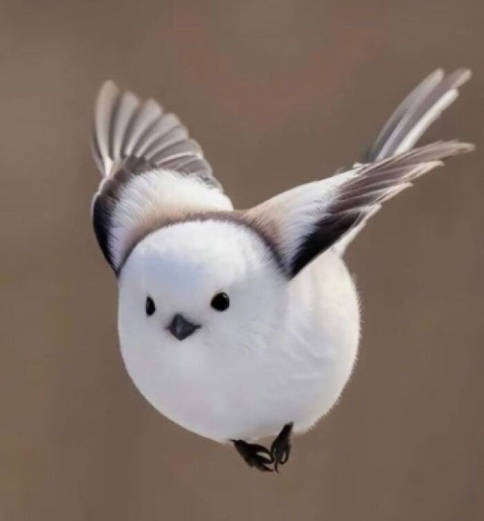 Pint-sized white bird with black wing tips flying close up