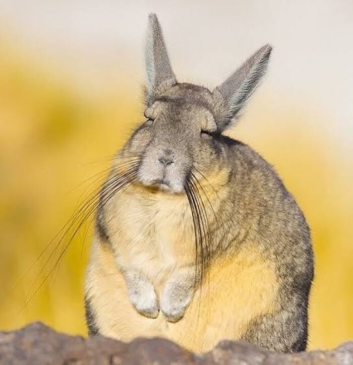 Round viscacha sitting with eyes closed in sunlit environment