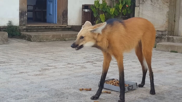 Maned wolf standing on stone pavement near building