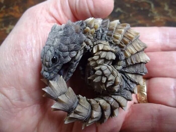 Tiny curled pangolin resting in a person's hand
