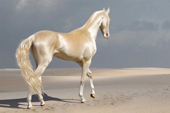 Shiny palomino horse walking on sand dunes