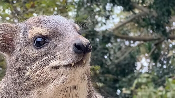 Close-up of a quokka with glossy eyes in nature looks unreal but is real animal