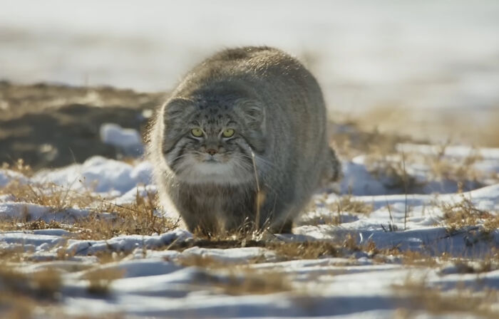 Manul cat walking on snowy ground looks fake but is real animal