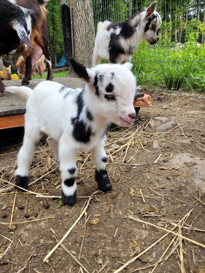 Adorable black and white baby goat standing on dirt in farm pen looks fake but is real animal