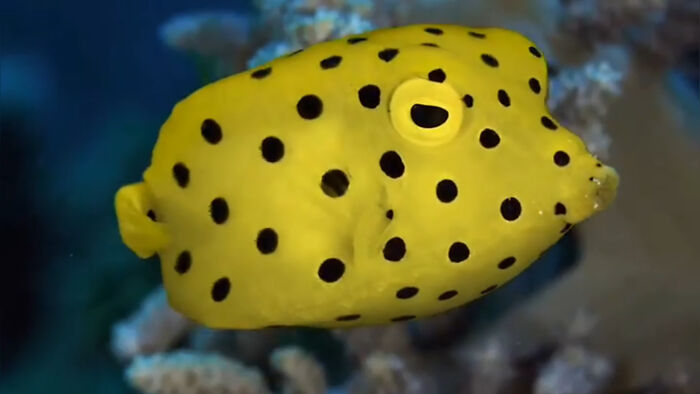 Yellow boxfish with black spots underwater