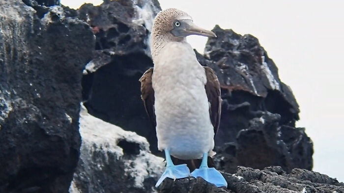 Blue footed booby bird standing on black rocks