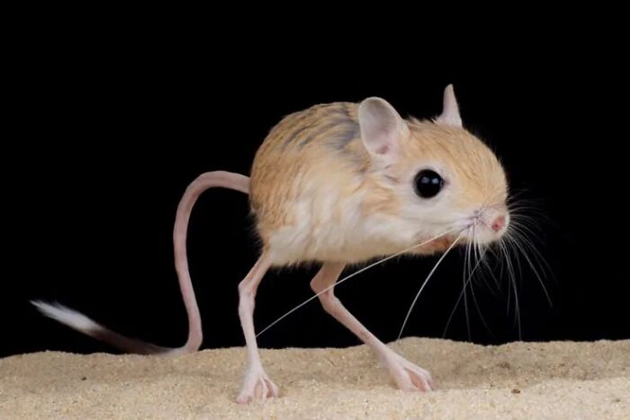 Jerboa rodent with large eyes and long tail on sand