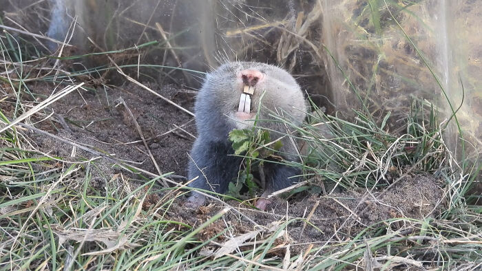 Close-up of a mole rat showing large front teeth