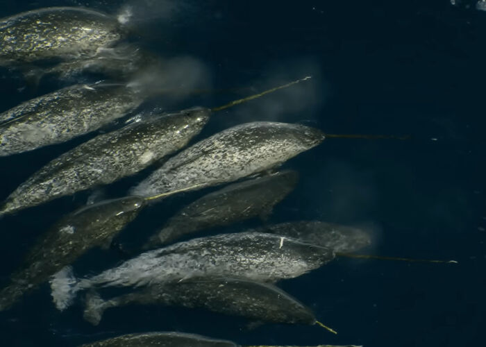 Group of narwhals swimming in deep blue ocean