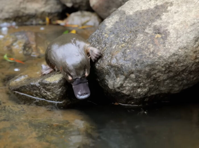 Platypus climbing on rock near water edge