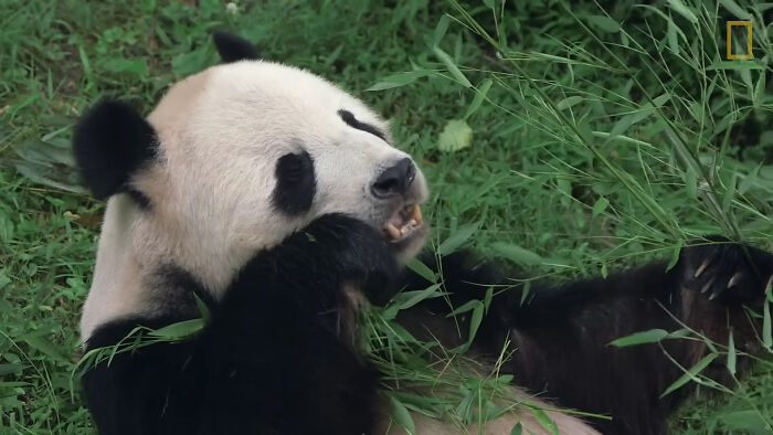 Giant panda eating bamboo in green grass landscape