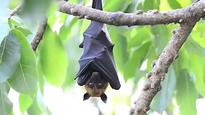 Fruit bat hanging upside down on a tree branch