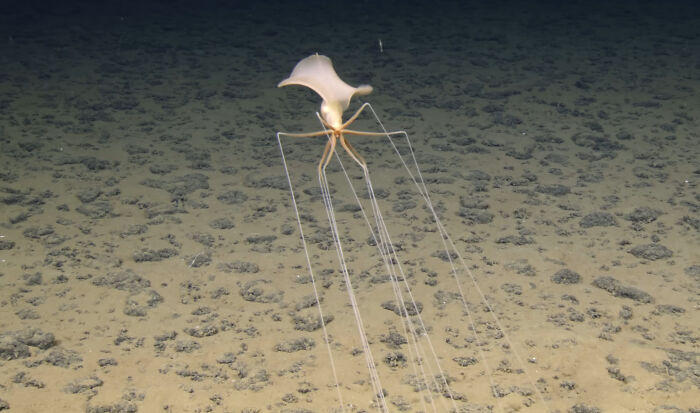 Deep sea jellyfish with long tentacles on ocean floor