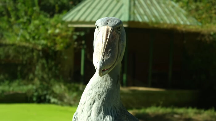 Close-up of shoebill bird with large beak in natural habitat