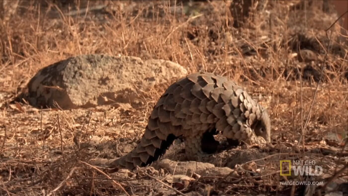 Scaly pangolin walking on dry dirt ground in forest