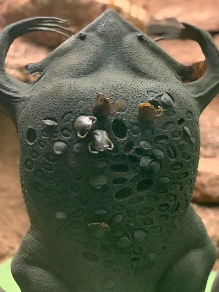 Close-up of black rain frog with bumpy skin and small eyes