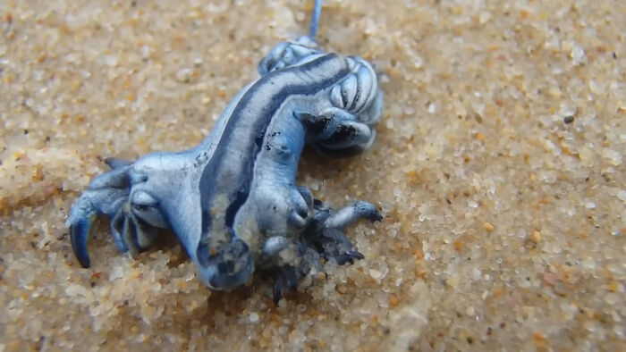 Blue sea slug on sandy beach close-up looks unreal