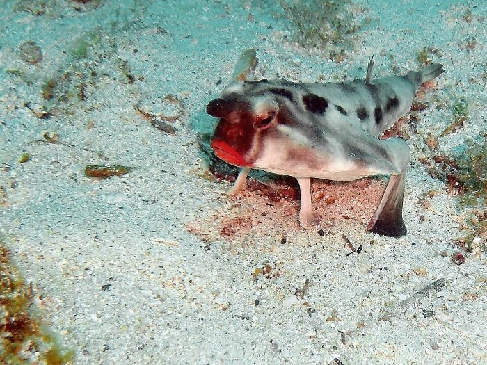 Strange spotted fish with red lips on sandy ocean floor