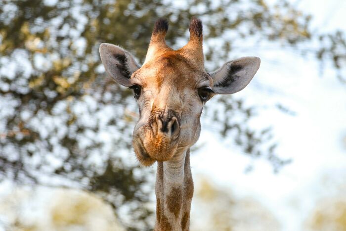Close-up of giraffe face with natural background outdoors