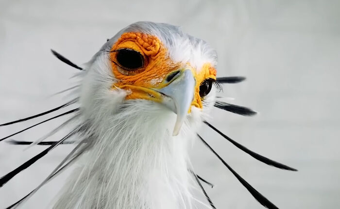 Close-up of secretary bird with black feathers on white background