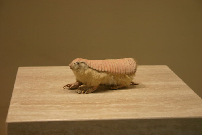 Pink fairy armadillo with soft shell on a stone surface