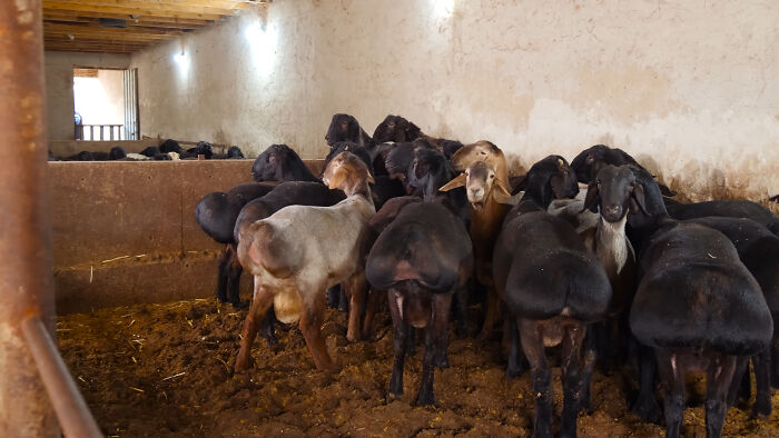 Group of goats inside a rustic barn