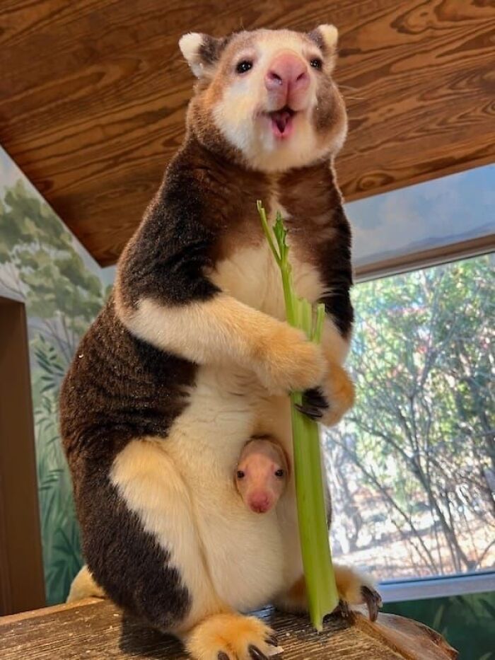 Cute quokka with joey holding celery inside pouch in indoor setting