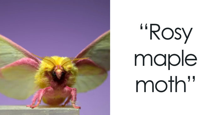“What Animal Instantly Wins The ‘Looks Fake But Is Real’ Competition?” (35 Responses)