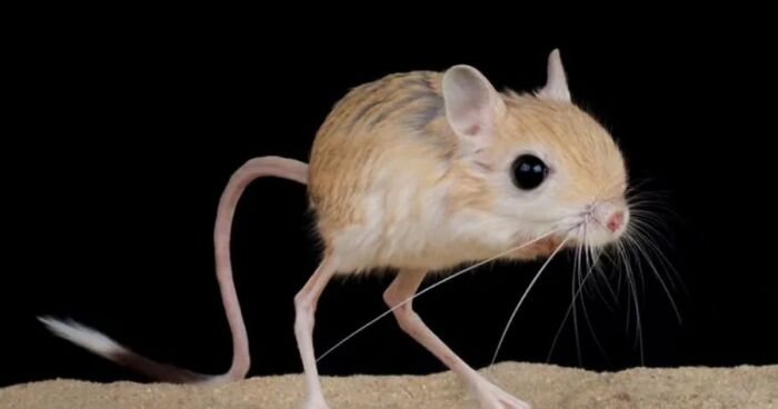 “What Animal Instantly Wins The ‘Looks Fake But Is Real’ Competition?” (35 Responses)