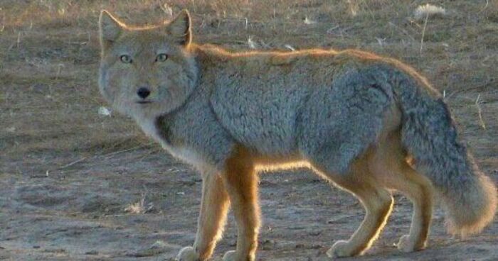 “What Animal Instantly Wins The ‘Looks Fake But Is Real’ Competition?” (35 Responses)