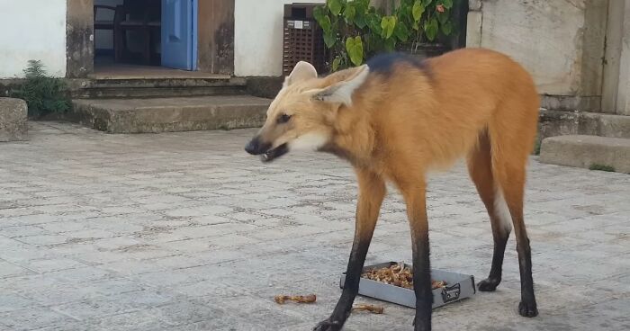 “What Animal Instantly Wins The ‘Looks Fake But Is Real’ Competition?” (35 Responses)