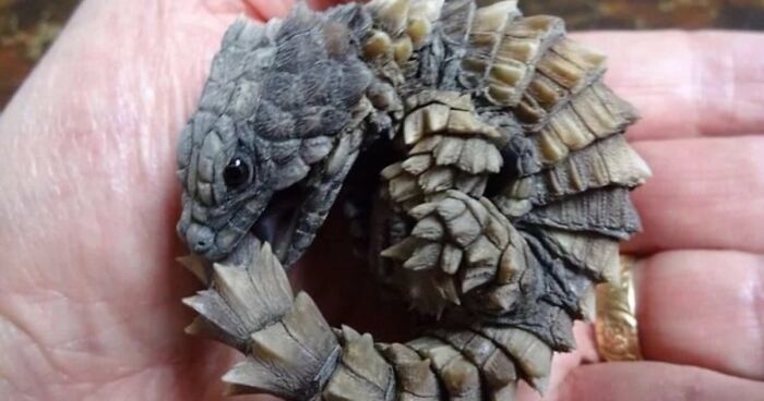 “What Animal Instantly Wins The ‘Looks Fake But Is Real’ Competition?” (35 Responses)