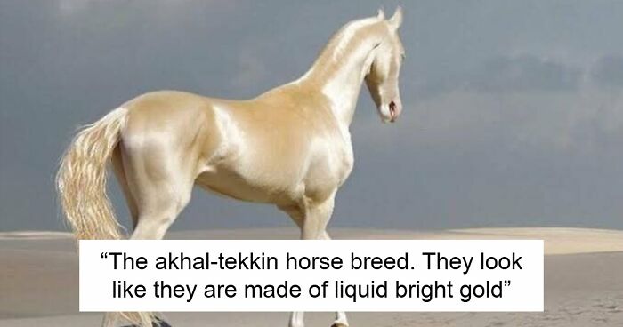 “What Animal Instantly Wins The ‘Looks Fake But Is Real’ Competition?” (35 Responses)