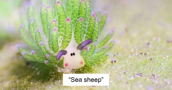 “What Animal Instantly Wins The ‘Looks Fake But Is Real’ Competition?” (35 Responses)