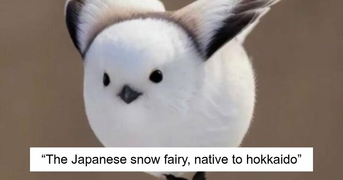“What Animal Instantly Wins The ‘Looks Fake But Is Real’ Competition?” (35 Responses)