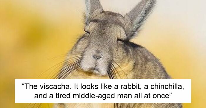 “What Animal Instantly Wins The ‘Looks Fake But Is Real’ Competition?” (35 Responses)