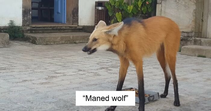 “What Animal Instantly Wins The ‘Looks Fake But Is Real’ Competition?” (35 Responses)