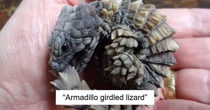 “What Animal Instantly Wins The ‘Looks Fake But Is Real’ Competition?” (35 Responses)