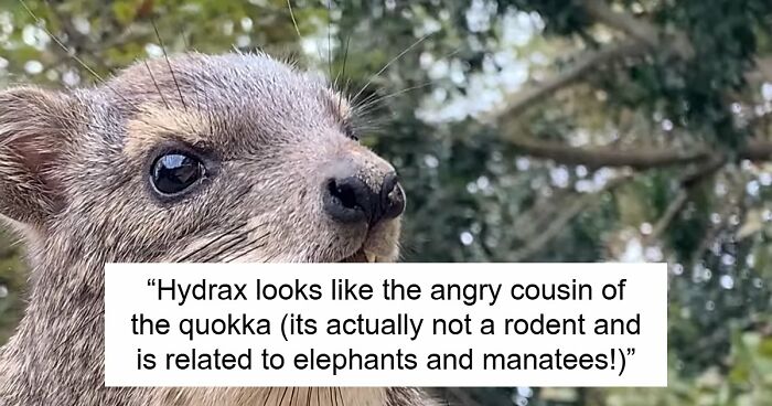 “What Animal Instantly Wins The ‘Looks Fake But Is Real’ Competition?” (35 Responses)