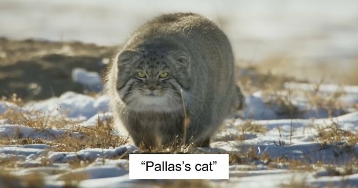 “What Animal Instantly Wins The ‘Looks Fake But Is Real’ Competition?” (35 Responses)