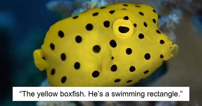 “What Animal Instantly Wins The ‘Looks Fake But Is Real’ Competition?” (35 Responses)