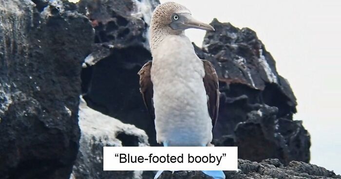 “What Animal Instantly Wins The ‘Looks Fake But Is Real’ Competition?” (35 Responses)