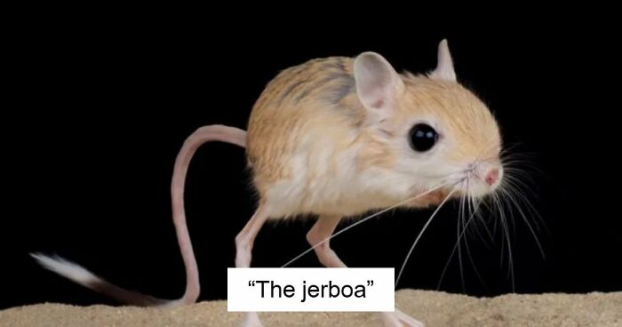 “What Animal Instantly Wins The ‘Looks Fake But Is Real’ Competition?” (35 Responses)