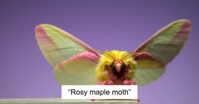 “What Animal Instantly Wins The ‘Looks Fake But Is Real’ Competition?” (35 Responses)