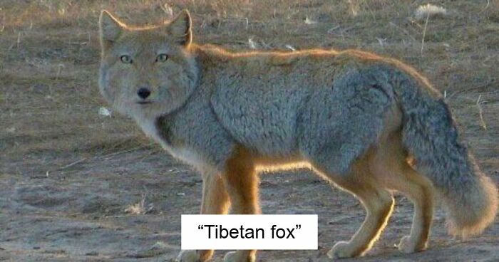 “What Animal Instantly Wins The ‘Looks Fake But Is Real’ Competition?” (35 Responses)